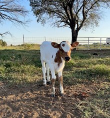 PCC Diablo x KCS Spring heifer 