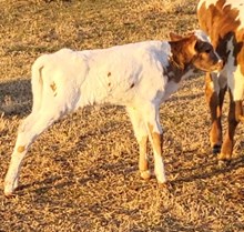 PCC Diablo x KCS Valkyrie 