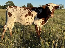 Vintage 24 heifer
