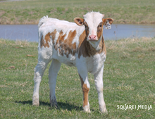 Ironman's Copper Penny